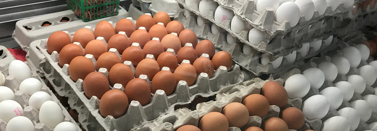 Counter display of white & brown eggs at Local Eggs