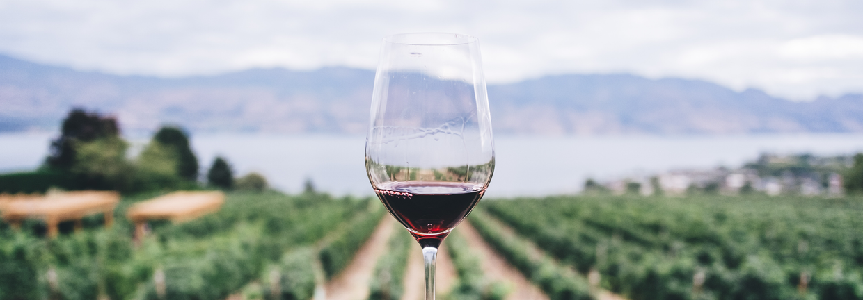 Glass of red wine over looking a vineyard