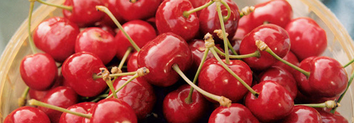 Fresh cherries from the Puddicombe Estate Farm