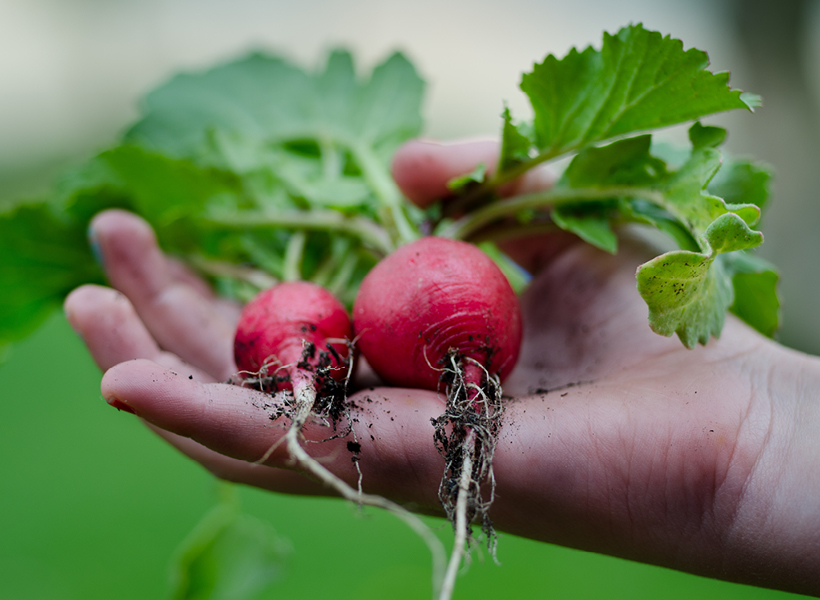Ontario Radishes after freshly being pulled from the earth