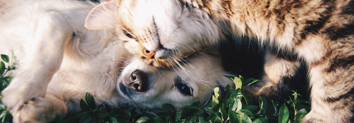 happy dogs & cat cuddling
