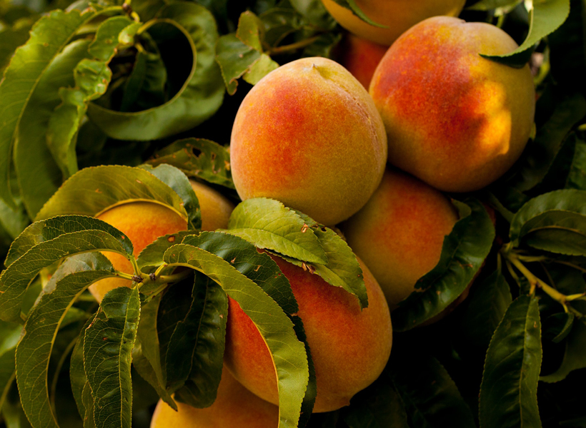 Ontario Peaches Now in Season Hamilton Farmers' Market