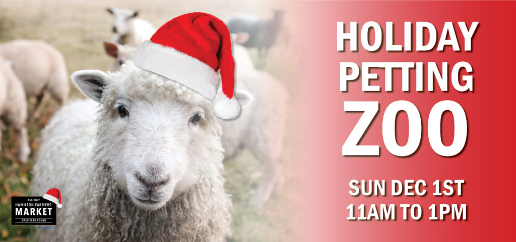 Sheep wearing a Santa hat